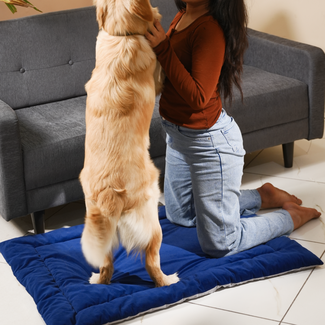 All Season Nap Bed - Royal Blue