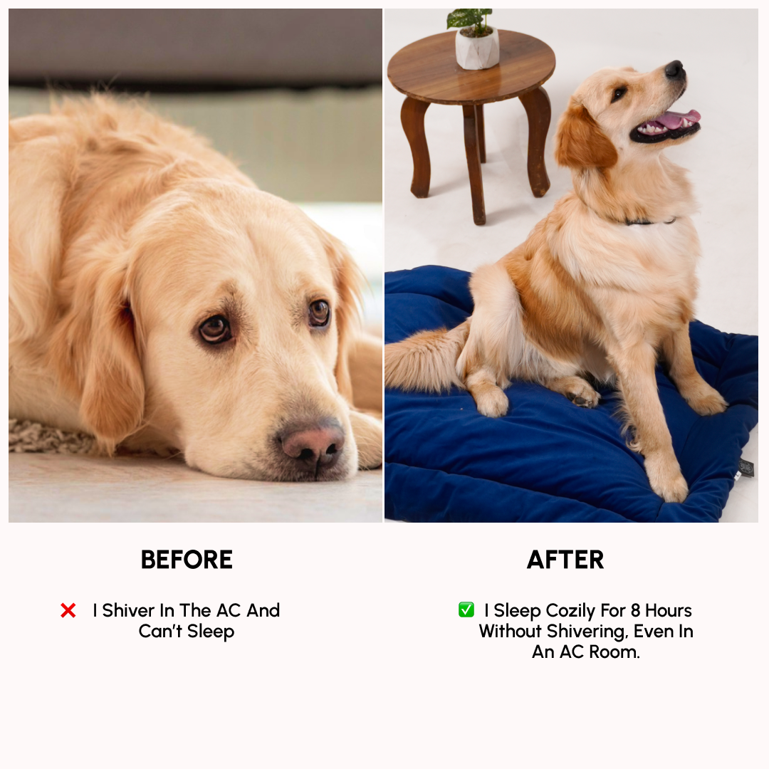 All Season Nap Bed - Royal Blue